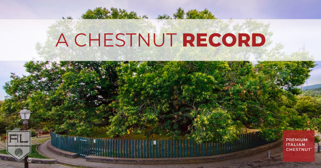 A Chestnut Record - The Hundred-Horse Chestnut