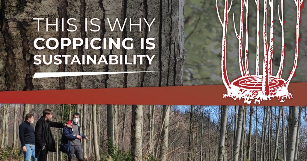 COPPICING IS SUSTAINABILITY - ARTENA LEGNAMI SRL